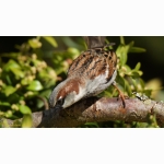 20220427 Haussperling 1 DSC07373.jpg